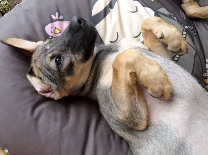 Cachorro ra a SRD idade 2 a 6 meses nome Suggar