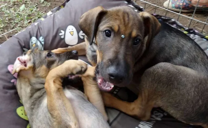 Cachorro ra a SRD idade 2 a 6 meses nome Suggar