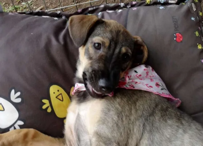 Cachorro ra a SRD idade 2 a 6 meses nome Suggar