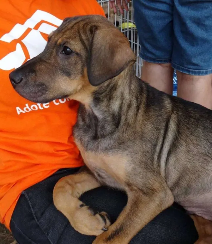 Cachorro ra a SRD idade 2 a 6 meses nome Schneck