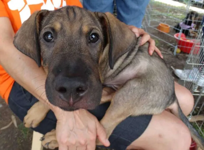Cachorro ra a SRD idade 2 a 6 meses nome Schneck