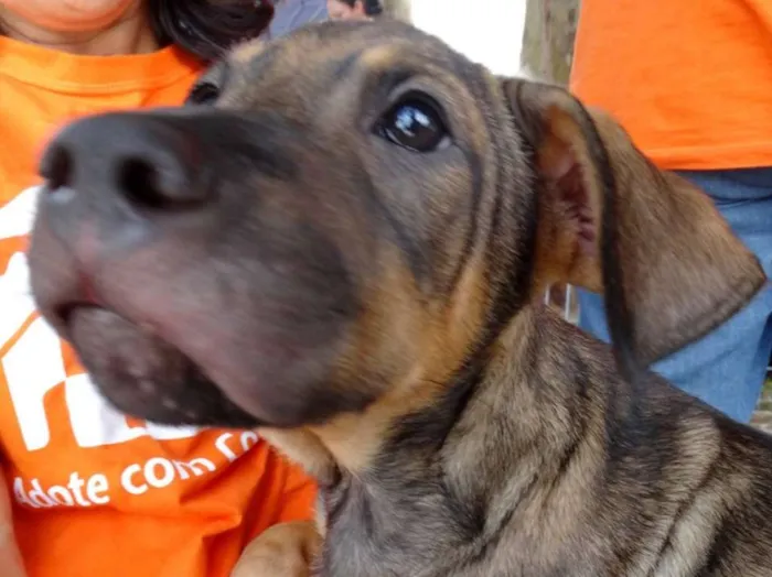 Cachorro ra a SRD idade 2 a 6 meses nome Schneck