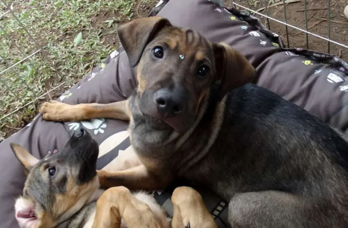 Cachorro ra a SRD idade 2 a 6 meses nome Schneck