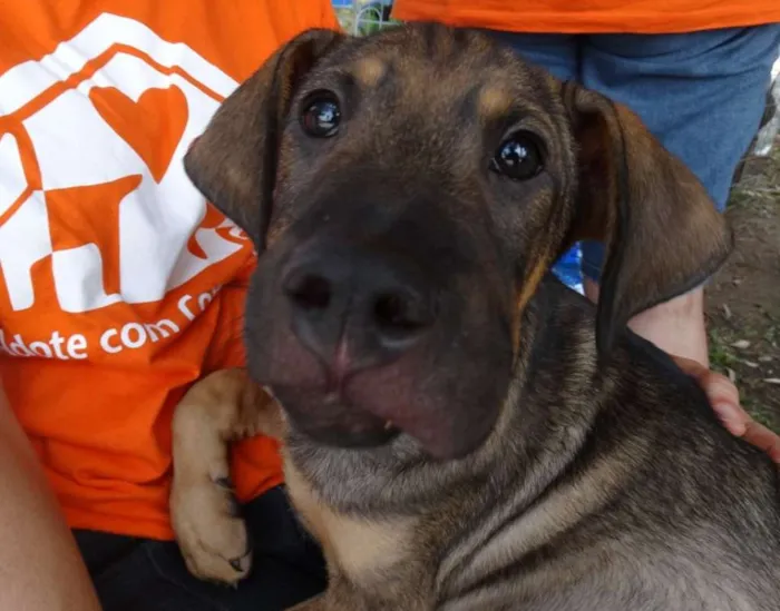 Cachorro ra a SRD idade 2 a 6 meses nome Schneck