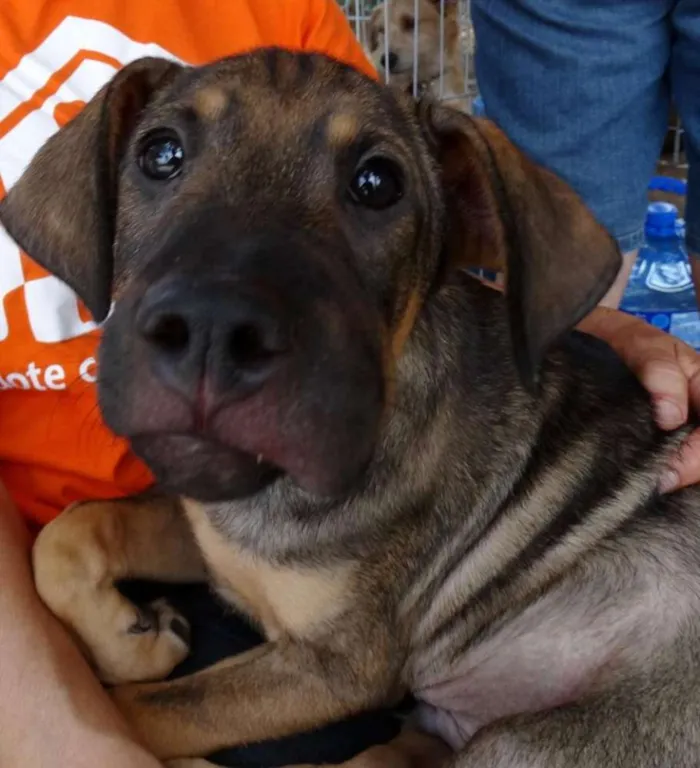 Cachorro ra a SRD idade 2 a 6 meses nome Schneck
