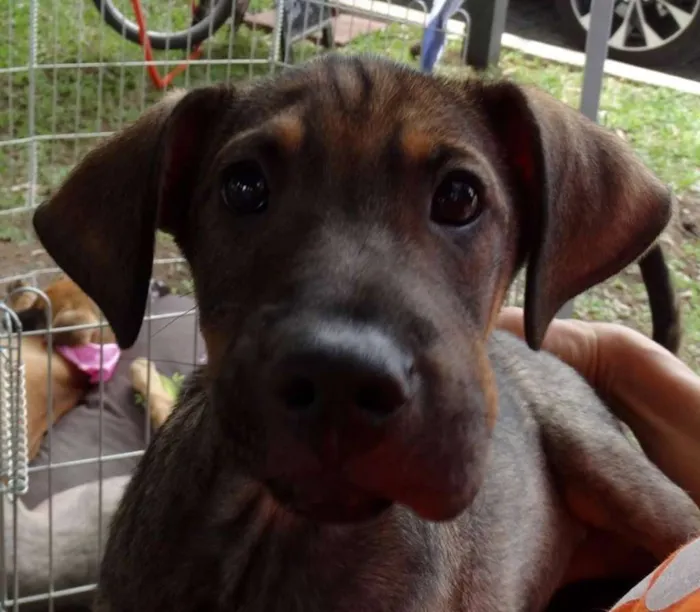 Cachorro ra a SRD idade 2 a 6 meses nome Schneck