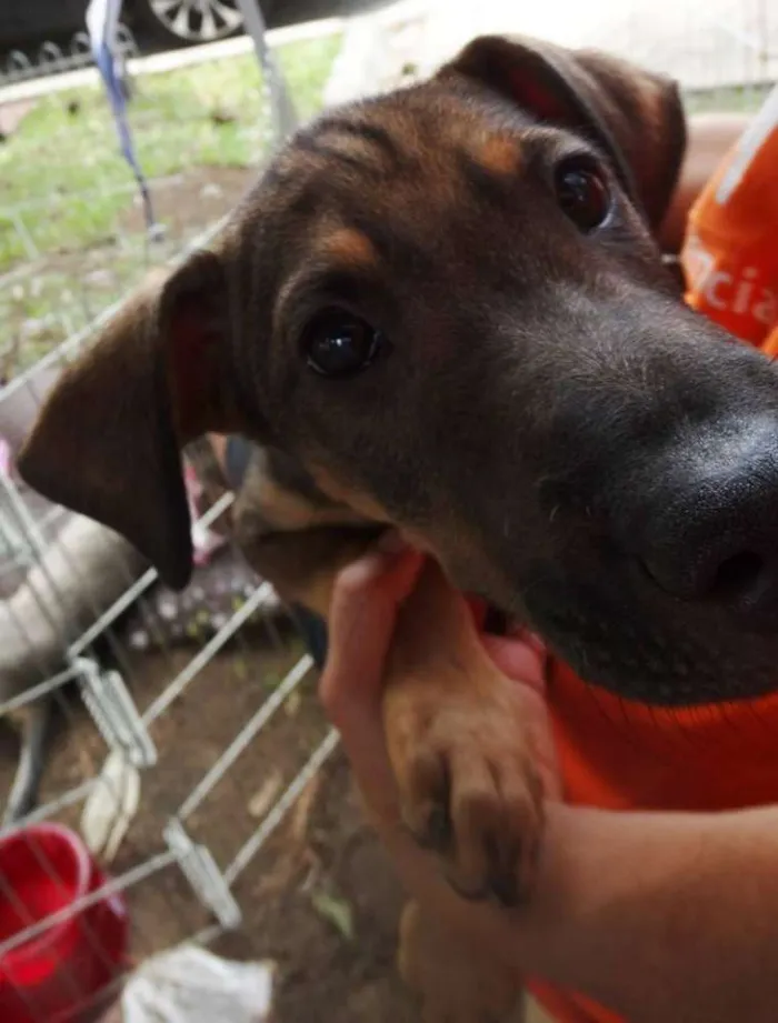 Cachorro ra a SRD idade 2 a 6 meses nome Schneck