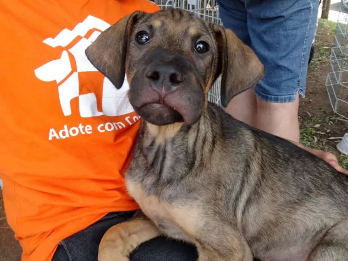 Cachorro ra a SRD idade 2 a 6 meses nome Schneck