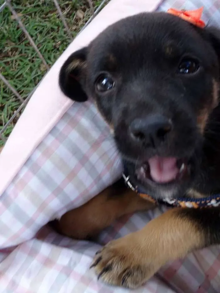 Cachorro ra a SRD idade Abaixo de 2 meses nome Megg