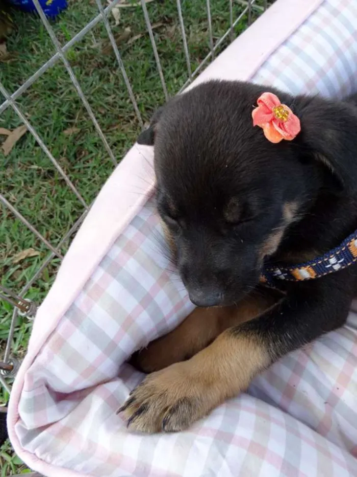 Cachorro ra a SRD idade Abaixo de 2 meses nome Megg