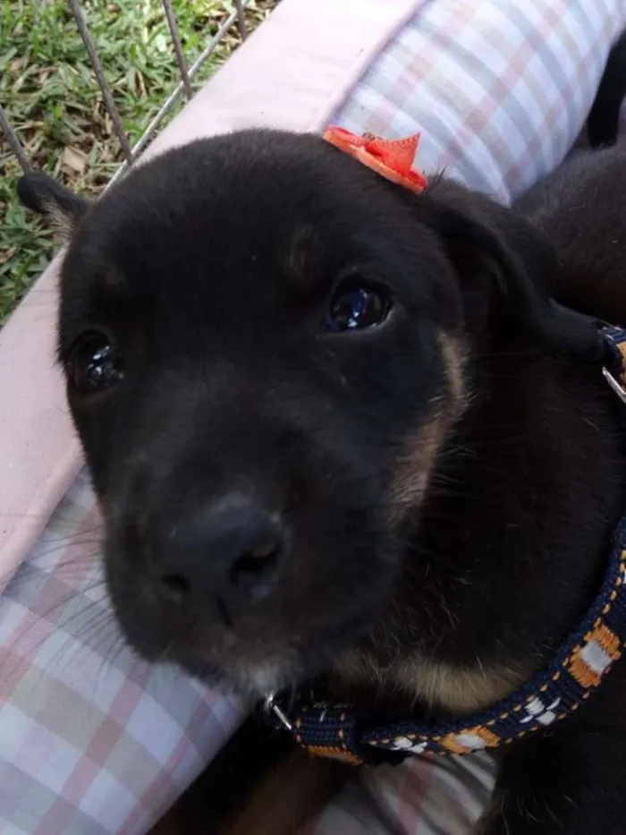 Cachorro ra a SRD idade Abaixo de 2 meses nome Megg