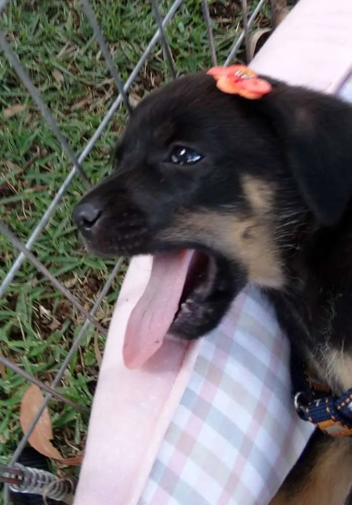 Cachorro ra a SRD idade Abaixo de 2 meses nome Megg