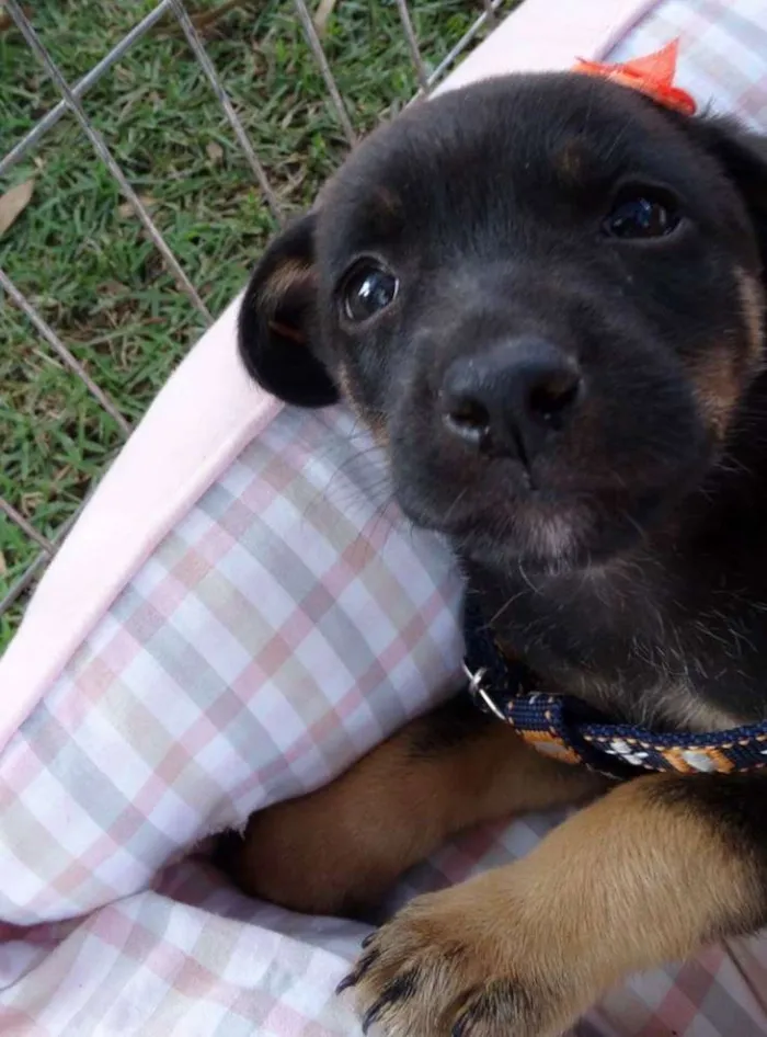 Cachorro ra a SRD idade Abaixo de 2 meses nome Megg