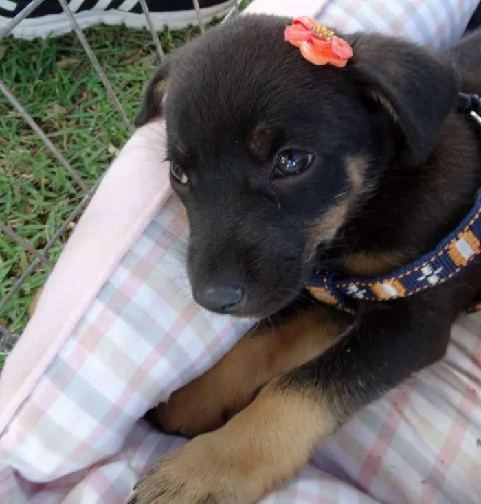 Cachorro ra a SRD idade Abaixo de 2 meses nome Megg