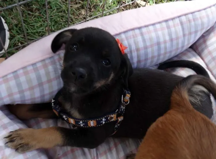 Cachorro ra a SRD idade Abaixo de 2 meses nome Megg