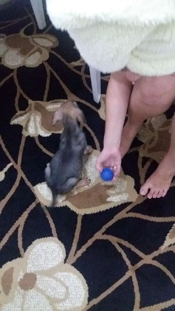 Cachorro ra a VIRA LATA idade 2 a 6 meses nome LUIGI