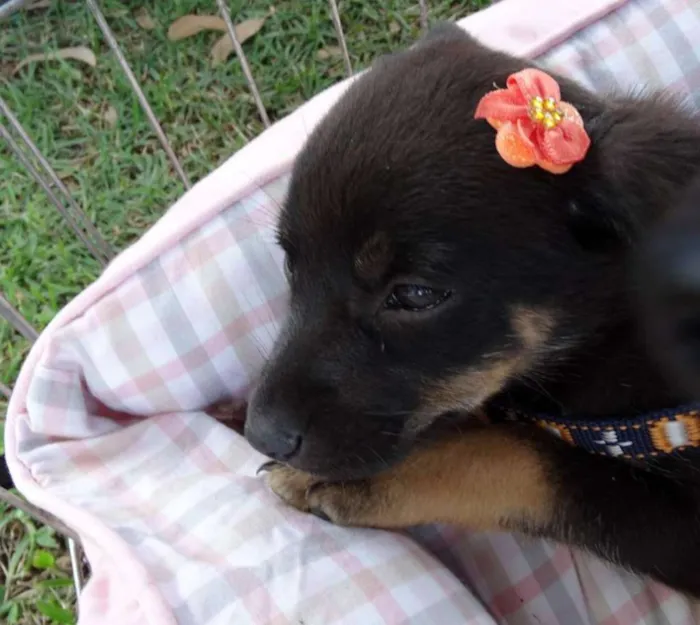 Cachorro ra a SRD idade Abaixo de 2 meses nome Megg