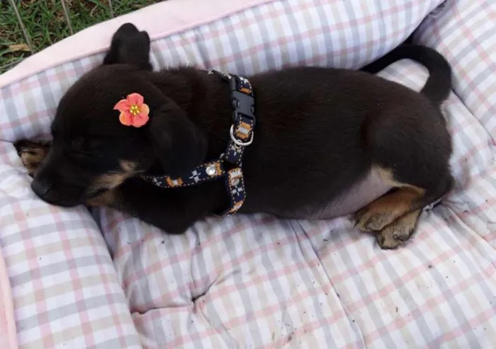 Cachorro ra a SRD idade Abaixo de 2 meses nome Megg