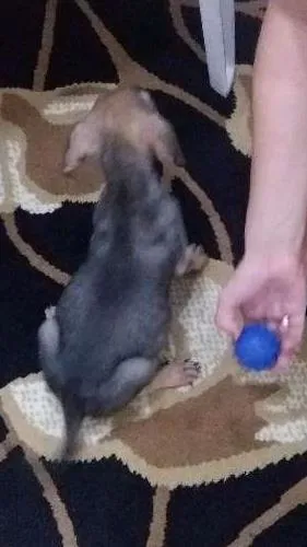 Cachorro ra a VIRA LATA idade 2 a 6 meses nome LUIGI