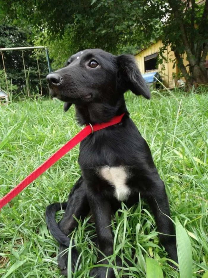 Cachorro ra a srd idade 2 a 6 meses nome Açai