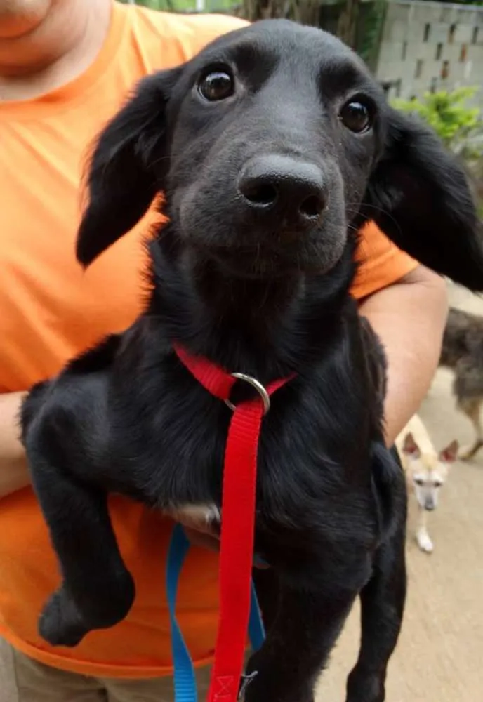 Cachorro ra a srd idade 2 a 6 meses nome Açai