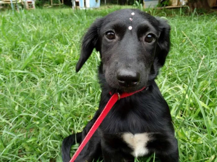 Cachorro ra a srd idade 2 a 6 meses nome Açai