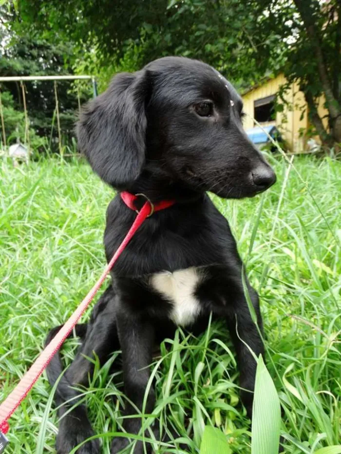 Cachorro ra a srd idade 2 a 6 meses nome Açai