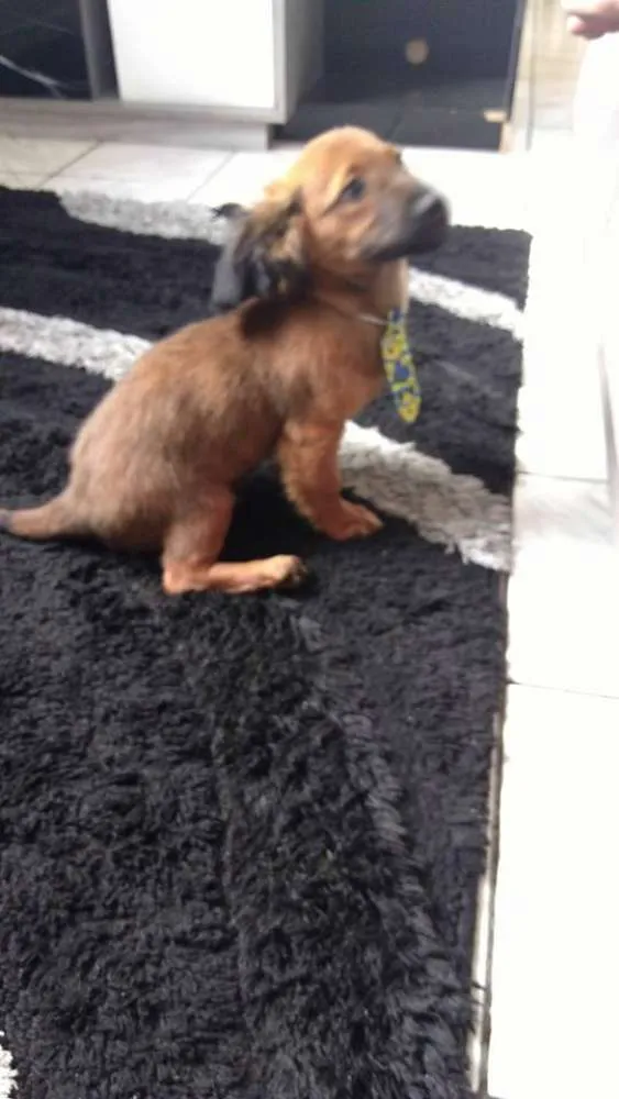 Cachorro ra a Basset-Cofap idade 2 a 6 meses nome Tito
