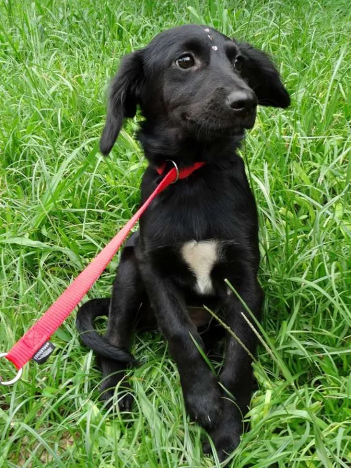 Cachorro ra a srd idade 2 a 6 meses nome Açai