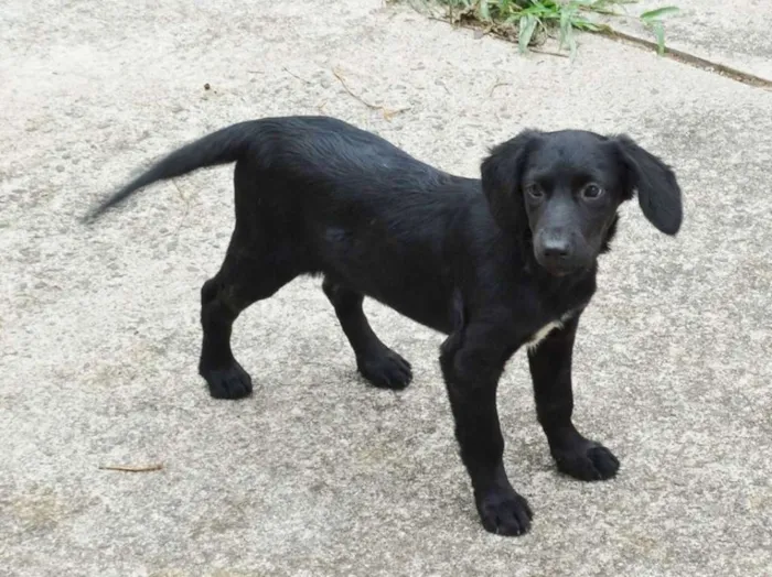 Cachorro ra a srd idade 2 a 6 meses nome Açai