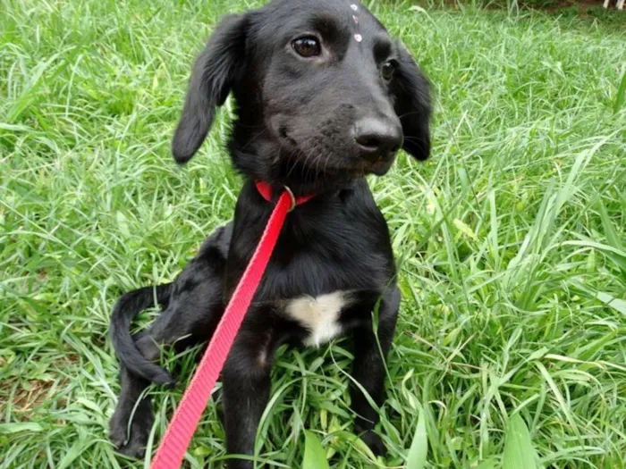 Cachorro ra a srd idade 2 a 6 meses nome Açai