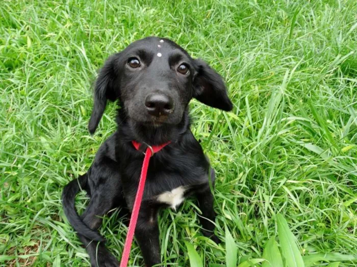 Cachorro ra a srd idade 2 a 6 meses nome Açai