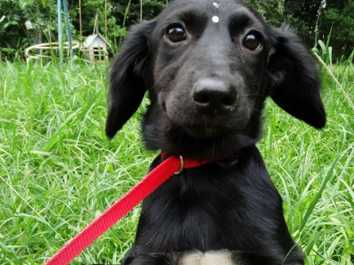 Cachorro ra a srd idade 2 a 6 meses nome Açai