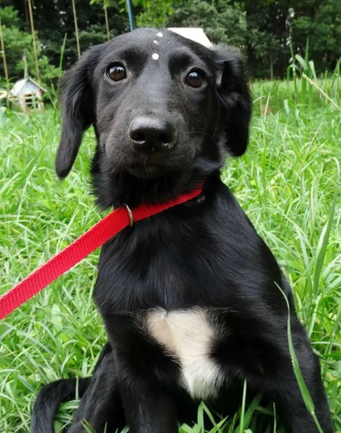Cachorro ra a srd idade 2 a 6 meses nome Açai