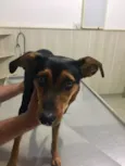 Pipa
