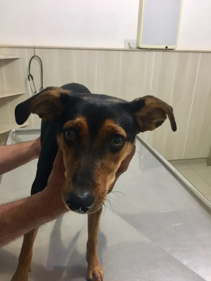 Cachorro ra a SRD idade 2 a 6 meses nome Pipa
