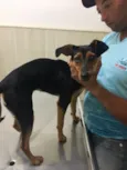 Pipa