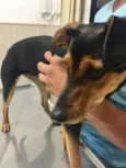 Pipa