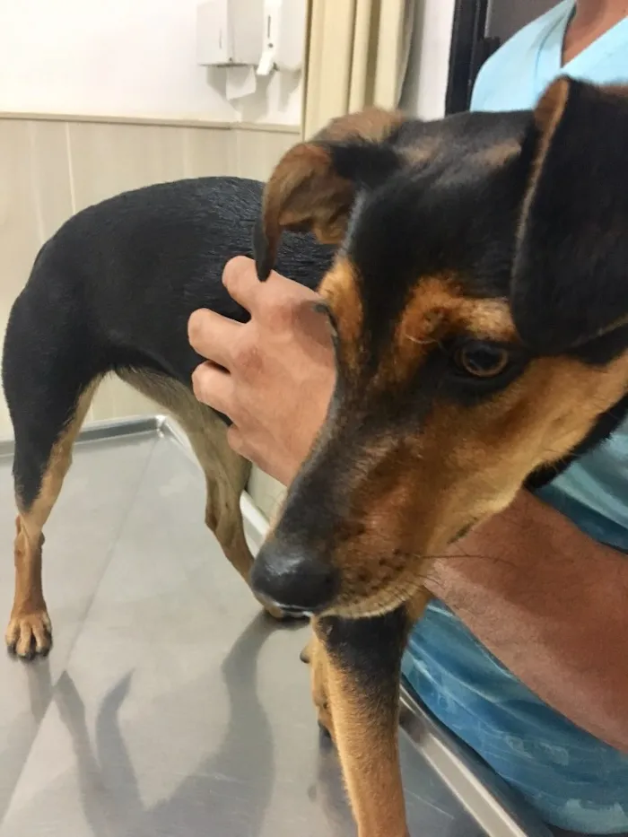Cachorro ra a SRD idade 2 a 6 meses nome Pipa