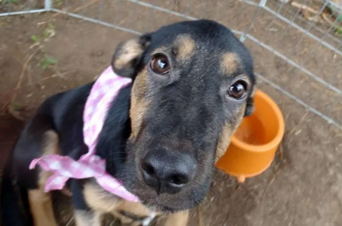 Cachorro ra a SRD idade 2 a 6 meses nome Louise