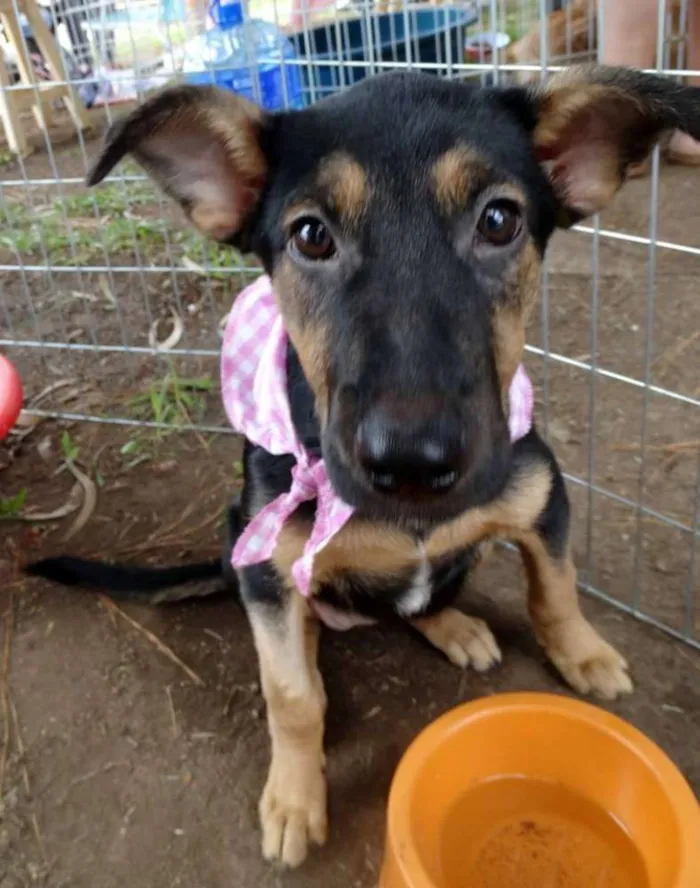 Cachorro ra a SRD idade 2 a 6 meses nome Louise