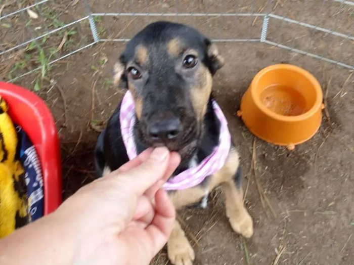 Cachorro ra a SRD idade 2 a 6 meses nome Louise