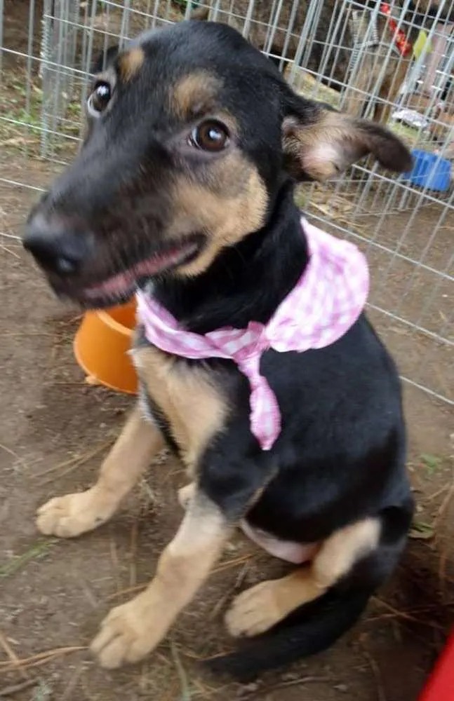 Cachorro ra a SRD idade 2 a 6 meses nome Louise