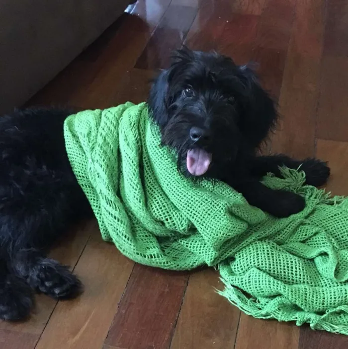 Cachorro ra a mestiço idade 2 anos nome Raul