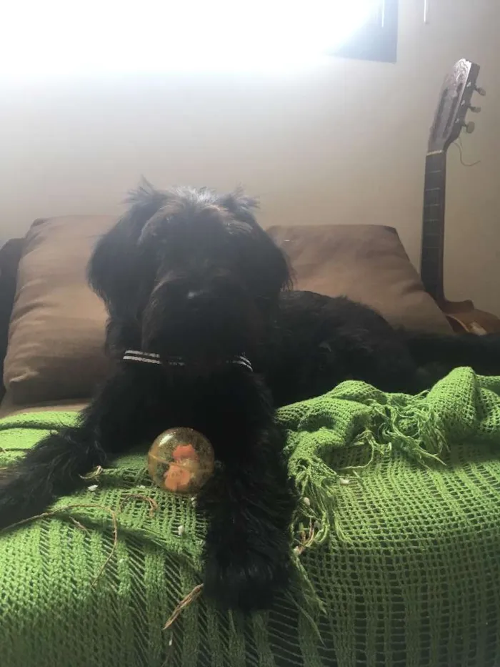 Cachorro ra a mestiço idade 2 anos nome Raul