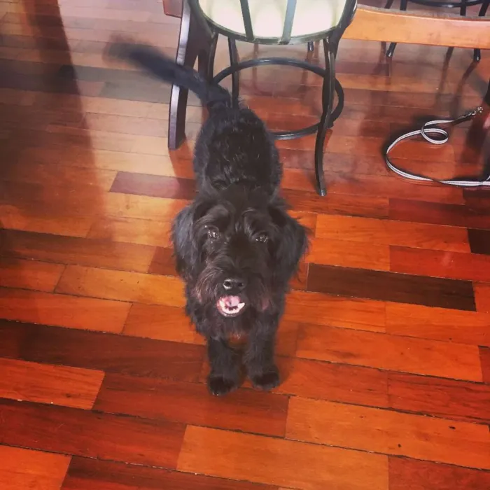 Cachorro ra a mestiço idade 2 anos nome Raul