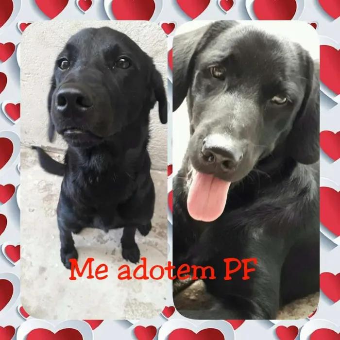 Cachorro ra a Parece misturado c/ Labrador idade 2 anos nome Nom temporario Negão