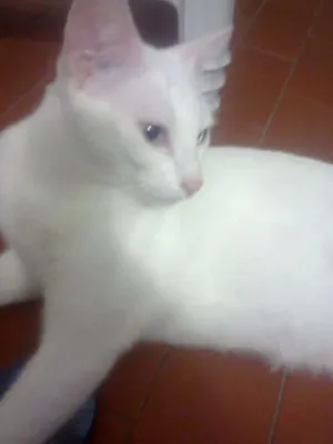 Gato raça Não sei idade 3 anos nome Estrela 