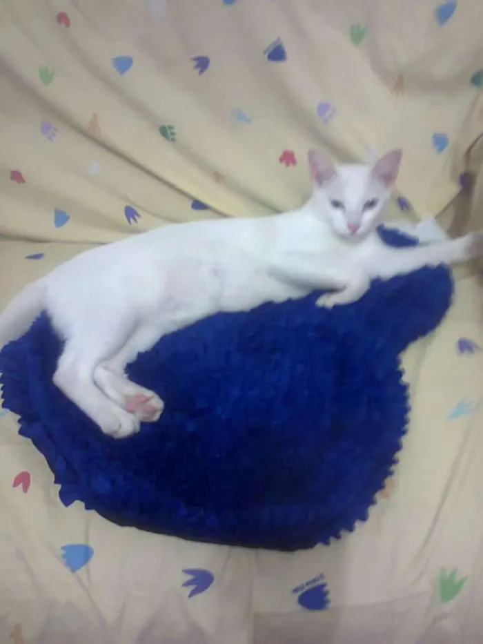 Gato ra a Não sei idade 3 anos nome Estrela 