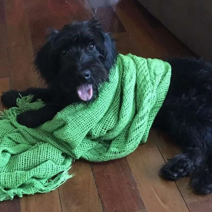 Cachorro ra a mestiço idade 2 anos nome Raul